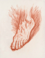 Human Foot 10